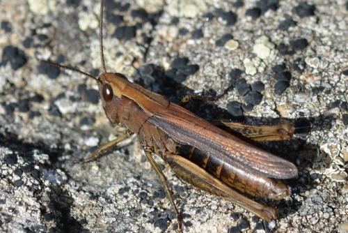 Réf. 352 831 : Chorthippus dorsatus dorsatus